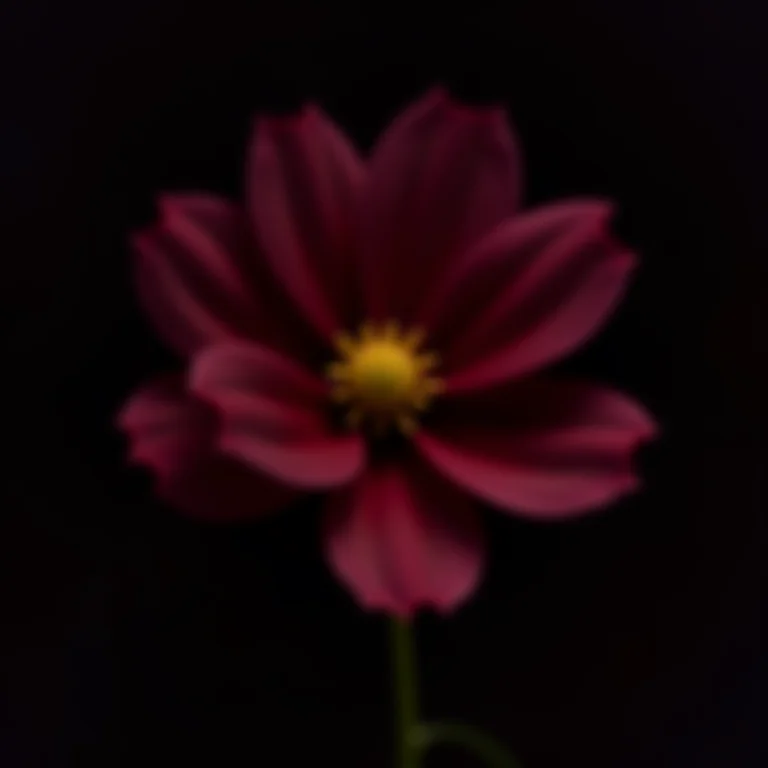 Close-up de uma flor Chocolate Cosmos.