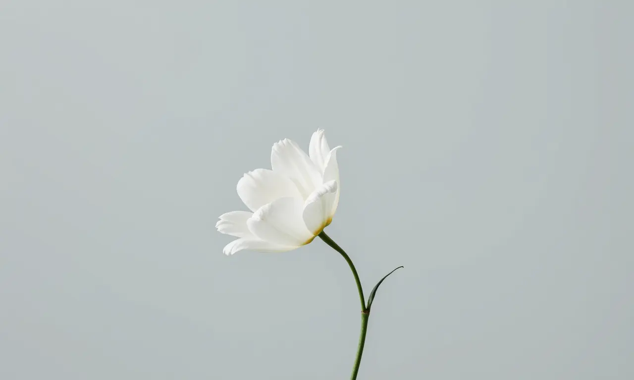 Fotografia minimalista: flor branca sobre fundo cinza.