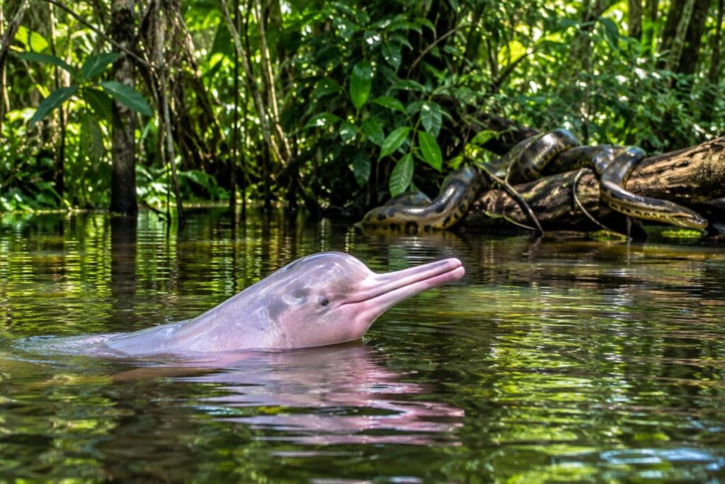Fauna da Amazônia: os bichos dos rios, da copa e do chão da mata Na foto, um boto-cor-de-rosa surge parcialmente fora da água em um rio da floresta amazônica. Ao fundo, uma grande sucuri se apoia em um galho horizontal, e a vegetação densa da floresta pode ser vista.