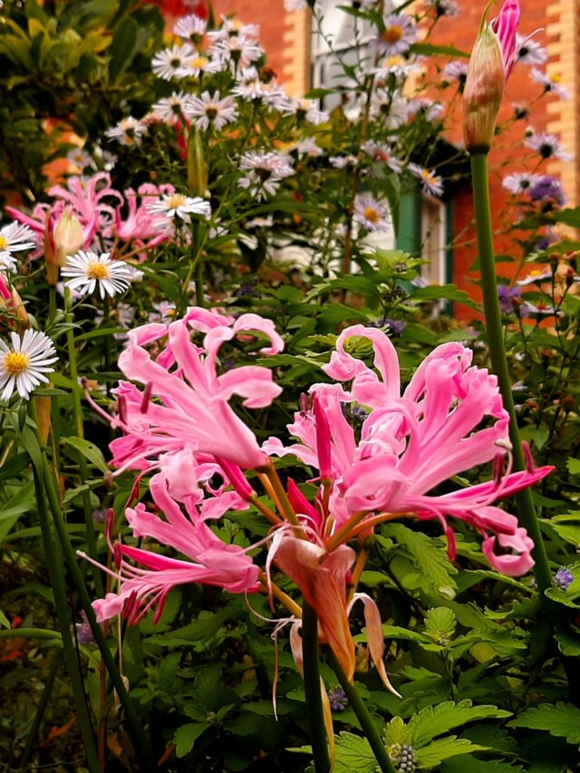 Seis plantas para dar cor ao jardim durante o outono